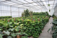 /album/azienda/dsc-0006-jpg/