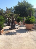 /album/galleria-foto-piante-e-fiori/a1233016-342011102600641-1039045137-o-jpg/