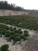 /album/galleria-foto-piante-e-fiori/a1382993-356707914464293-1938906883-n-jpg/