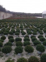 /album/galleria-foto-piante-e-fiori/a1398364-356708101130941-413699970-o-jpg/