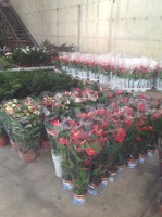 /album/galleria-foto-piante-e-fiori/a1401181-373279202807164-1664573071-o-jpg/