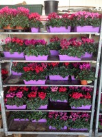 /album/galleria-foto-piante-e-fiori/a1425484-373278596140558-475949462-o-jpg/