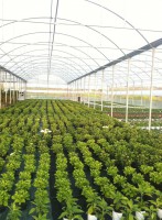 /album/galleria-foto-piante-e-fiori/a10155015-434258346709249-7357089329802380305-n-jpg/