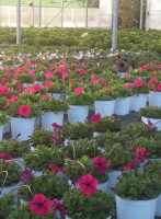 /album/galleria-foto-piante-e-fiori/a10173822-434258123375938-8224200188462362461-n-jpg/