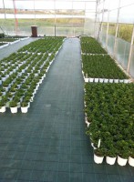 /album/galleria-foto-piante-e-fiori/a10177952-434258073375943-2235976340003428344-n-jpg/