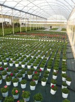 /album/galleria-foto-piante-e-fiori/a10251944-434258216709262-6823069779955575758-n-jpg/