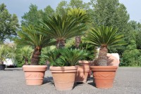 /album/galleria-foto-piante-e-fiori/dsc-0048-jpg1/